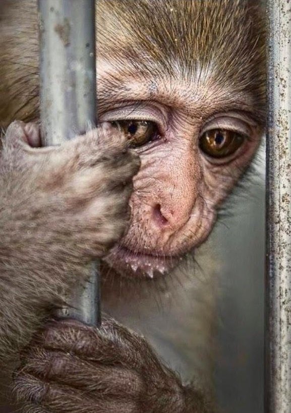 AMAZ1NG_NATURE's tweet photo. #ThoughtForTheDay from @RickyGervais.

"The greatest privilege that comes with free speech is the right to use your voice for those who don't have one."

There is NO excuse for #AnimalAbuse EVER!! https://t.co/weQ80YXES1