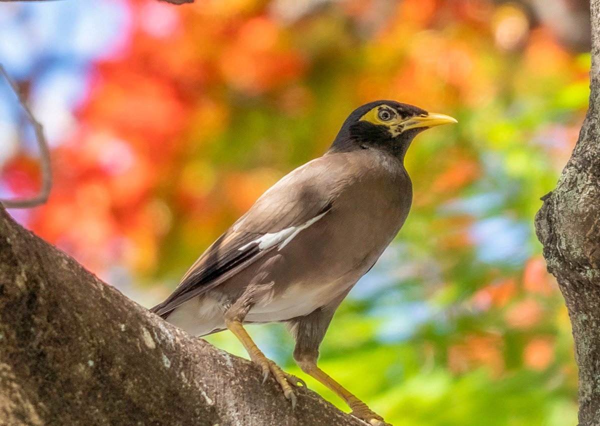 SW19DandP's tweet photo. latest addition to my #etsy shop: Stunning World of Tropical Birds: Shop Prints and Digital Downloads #bedroom #contemporary #tropicalbirdprints #bestbirdphotography #tropicalbirddecor #digitalbirdimages #birdartprints #digitalbackgrounds #officewalldecor https://t.co/f7Eq4Nzu6u https://t.co/C8QH6OdAVF