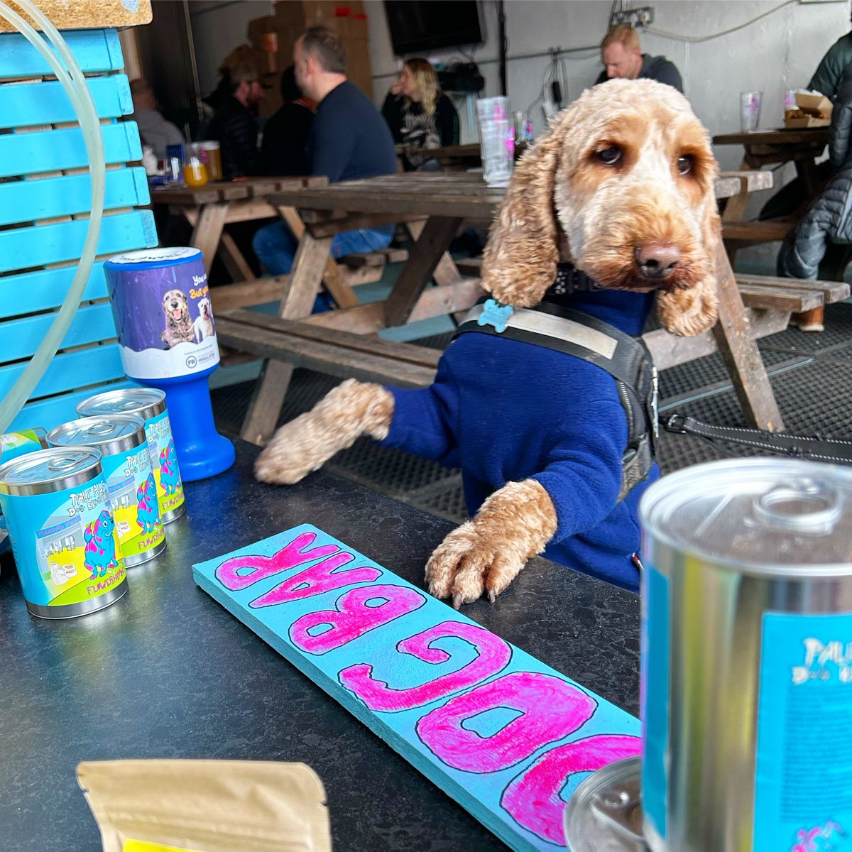 Be like Jimmy and pop to the Dog Bar for some fresh pale ale biscuits and a bowl of water this weekend! 🍪💧
<a href="/flowerhornbrew/">flowerhornbrew</a> Taproom is open:
Friday 3pm-11pm
Saturday 12pm-11pm
Drinks and Street Food are also available from the Human Bar and <a href="/Mr_Croquewich/">Mr Croquewich</a> 🍻🥪
