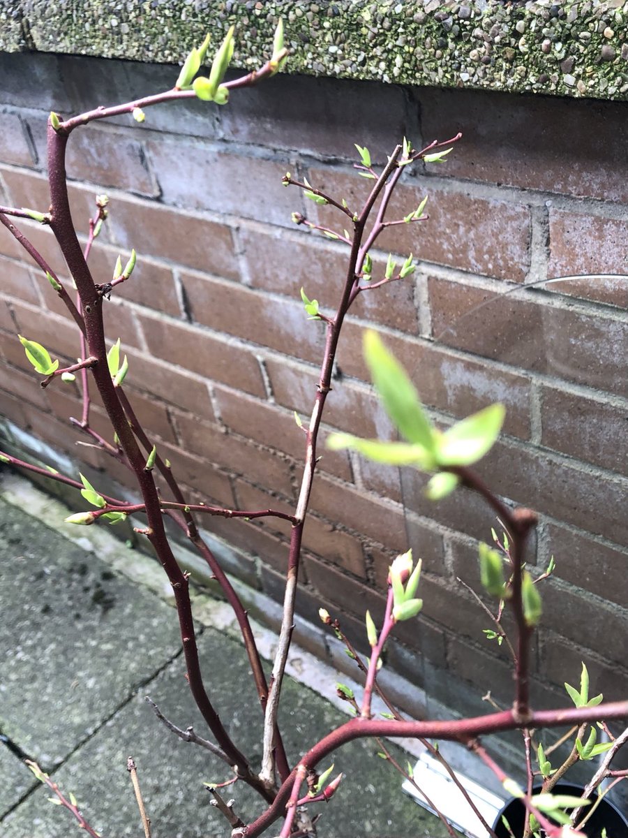 BubblyNas's tweet photo. #Blueberry and #Raspberry #SpringingIntoAction #Spring #Yarden ๐ค๐ชด๐ฑ๐ฆ๐ https://t.co/smLNUdtd9P