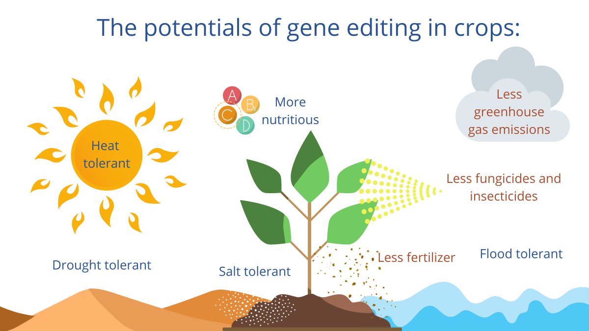 TheSainsburyLab's tweet photo. NEWS: New Act will enable scientists to improve crops in England using gene editing methods 🍅

With the Precision Breeding Act, England can capitalise on its world-leading research base in plant sciences and make agriculture more sustainable.
Read ➡️ https://t.co/KhVqhZjOBU https://t.co/2dDTk3LIn8