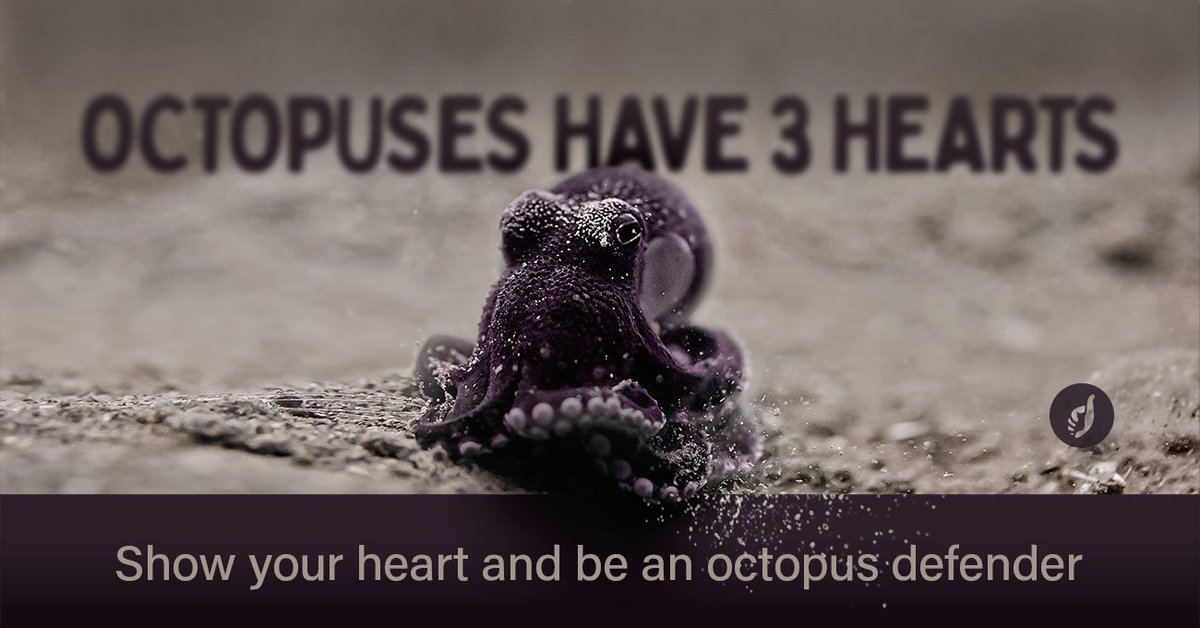 ASMSaskatoon's tweet image. Scientific studies concluded that octopuses are "sentient beings." 🐙

Farming, killing &amp;amp; eating extremely intelligent, social creatures is unethical.
#StopOctopusFarming
#BoycottCanaryIslands
@EmocionesCan @GranCanariaTur @turismogc @canarias_es