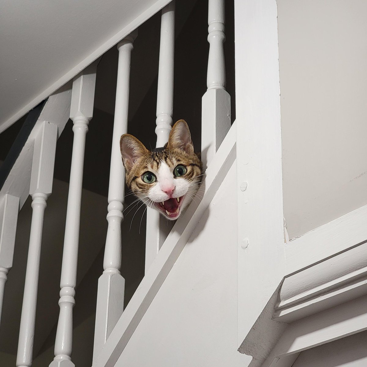 CatKingdom_x's tweet photo. @john_homan Meow 🐱 https://t.co/omY3GwavFA