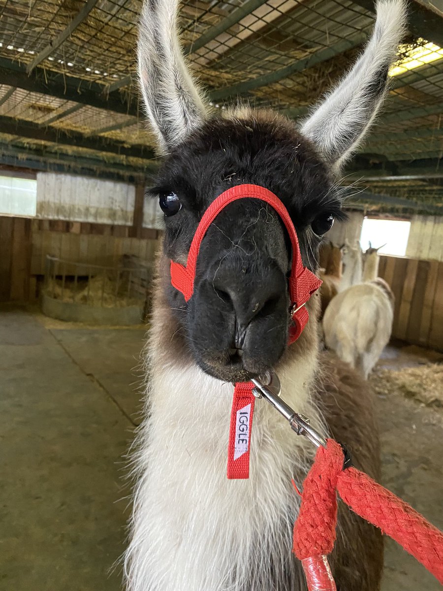 It’s been awhile since we’ve been on here… so hello from little Iggle ❤️