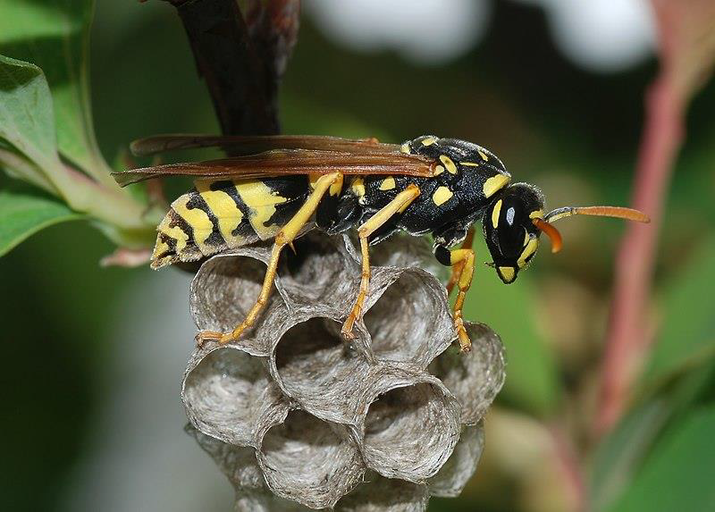ArceEnvironment's tweet photo. ¿Y la avispa de papel (Polistes gallicus), es común? https://t.co/pkJP8yYHUk