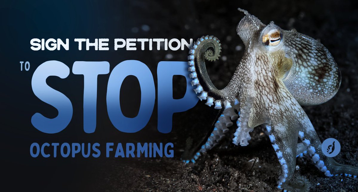 ASMSaskatoon's tweet image. Farming octopuses are unsustainable, inhumane, puts pressure on the ocean, and disrupts marine ecosystems.

Please sign the petition to #StopOctopusFarming🐙in Gran Canaria, Canary Islands.
drove.com/campaign/6202d…