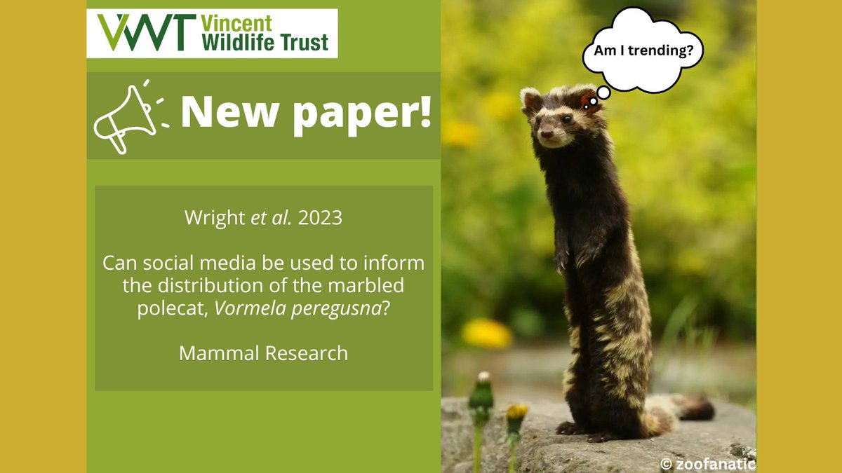 New Paper Published! Our latest paper on marbled polecats is out! With an international team of biologists we investigated the use of records available on social media to better inform the distribution of this amazing species! Read the paper: rb.gy/fiutug