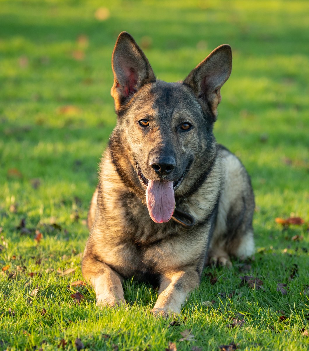 KPTacOps's tweet photo. CAD 24-0016 PD WILSON called to @KentPoliceDover for a report a male was stealing fuel from diggers on the beach. On arrival PD WILSON has tracked to a nearby property which on inspection contained syphoning and fuel bowsers. Male Arrested #PdWilson #FuelTheft #Tracking https://t.co/DVkWmI0WMi