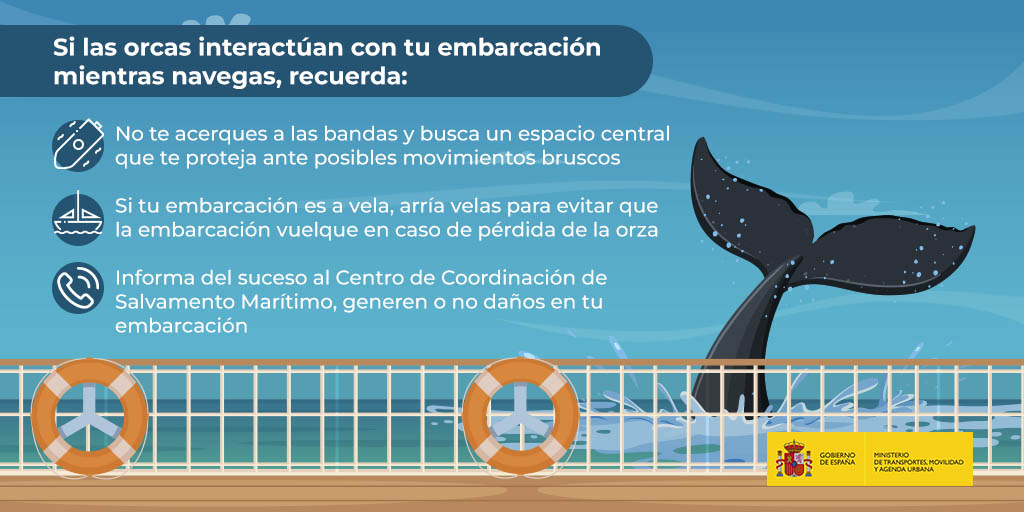 La #MarinaMercante ha publicado unas recomendaciones generales para que tengas en cuenta si, al navegar, las #orcas interactúan con tu embarcación.🛳️ ¡Sigue los consejos! 🔗↪️bit.ly/3nmZYq8 #SeguridadNautica @salvamentogob