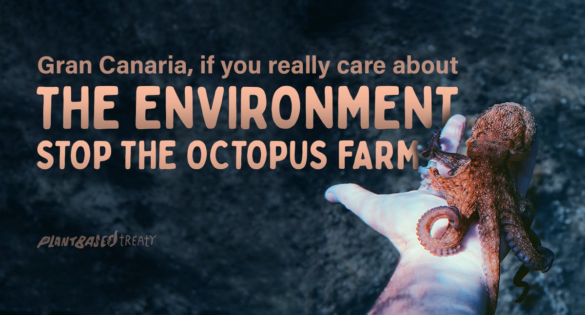 ASMSaskatoon's tweet image. It is the responsibility of the Canary Islands government to #StopOctopusFarming🐙

Why risk damage to the islands, &amp;amp; those that depend on the local ecosystem to survive?
@territoriocan @EcologicaGobCan @ValbuenaAlonso @AyuntamientoLPA @Aliciavanoost