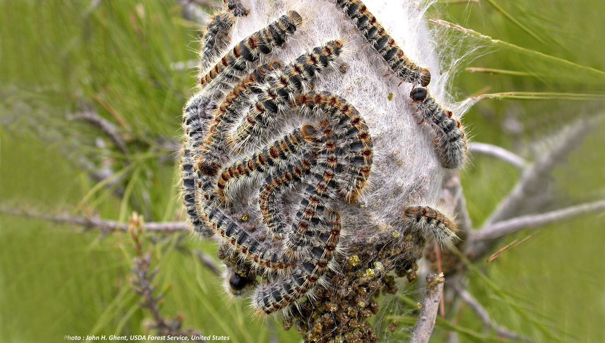 SaleHeretique's tweet photo. [TW insectes]

⚠️INFO IMPORTANTE⚠️

C'est le retour en masse des chenilles processionnaire (ou processionnaire du pin)
Ces saloperies sont toxiques pour nous ET pour nos animaux alors faites attention à vos chiens, si possible ne passez pas sous des pins et ne les touchez pas !!! https://t.co/UhnnznGOFZ