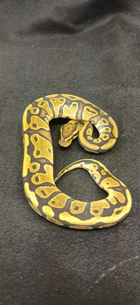 reptile_CRESTA's tweet photo. バニラ　het クラウンorクリプティック♀

ボールパイソン大量入荷！！

#爬虫類　#爬虫類専門店　#ボールパイソン　#ボール　#パイソン　#ニシキヘビ　#reptile　#reptiles　#reptileavenue_cresta #ballpaythons #ballpaython #royalpythons #royalpython https://t.co/QUBeOVZ6p6