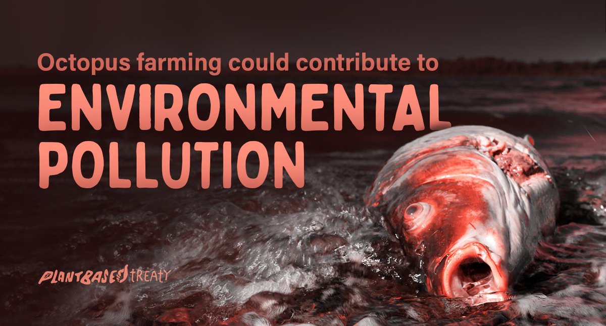 ASMSaskatoon's tweet image. The environmental risks of an 🐙 farm in Gran Canaria cannot be ignored.

Deny the environmental permit &amp;amp; do not allow the ecosystem of the islands to be destroyed.
#StopOctopusFarming
@territoriocan @EcologicaGobCan @ValbuenaAlonso @AyuntamientoLPA