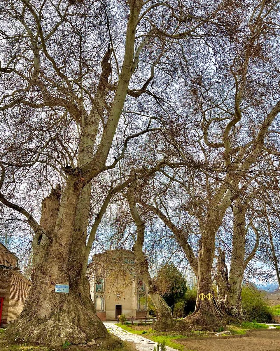 SMadgiyo's tweet photo. 800-year-old tree in the #historicalmonument "Sari Mazar".
#Istaravshan city,
#Tajikistan
#Sugd https://t.co/sIUZdPS0TQ