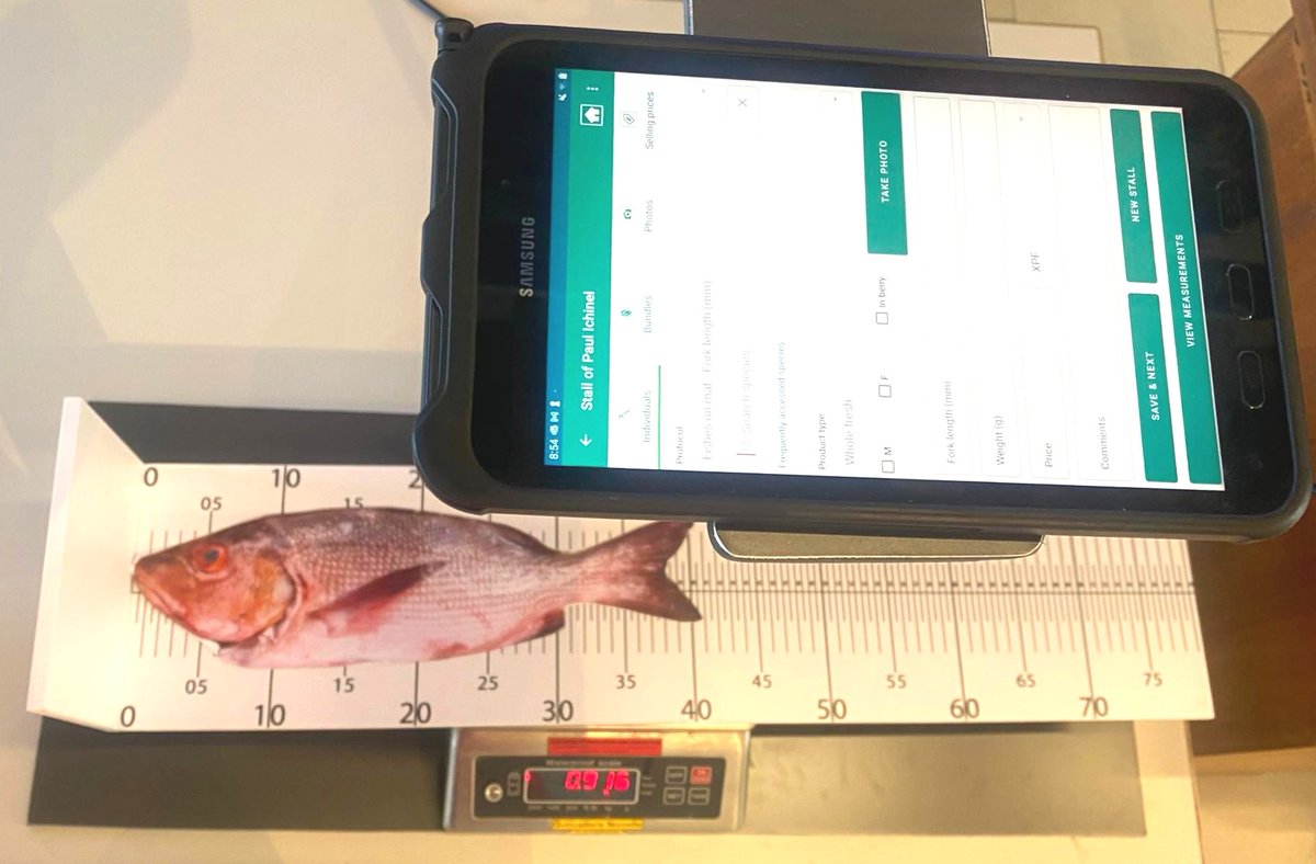 spc_cps's tweet photo. #PacificFisheries | Presented at the Pacific Heads of Fisheries Meeting #HOF15 today, the ๐ฒIkasavea App is an innovative tool to gather important info on the fish being at any selling point: markets, shops & roadside stands
๐ค#PEUMP @EUPasifika @SwedeninTH @dfat @ACIARAustralia https://t.co/uA7HtYWdpE