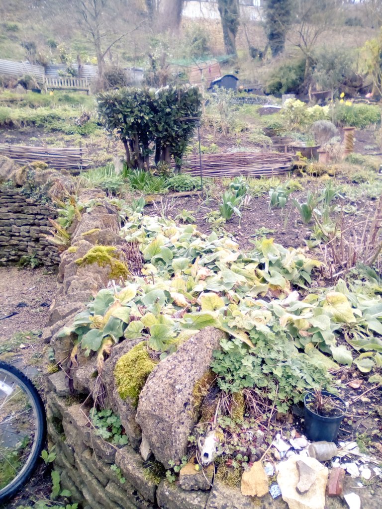 skemplandscape's tweet photo. Work in progress March #garden  #GardeningTwitter https://t.co/mo5sQOAlYe