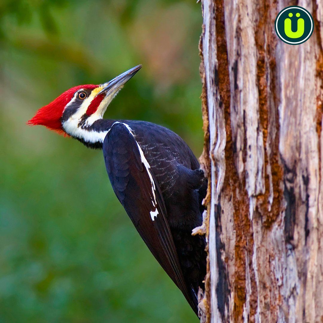 UberFacts's tweet photo. Woodpeckers slam their beaks into wood about 8,000–12,000 times per day https://t.co/EzuBpnhAeG