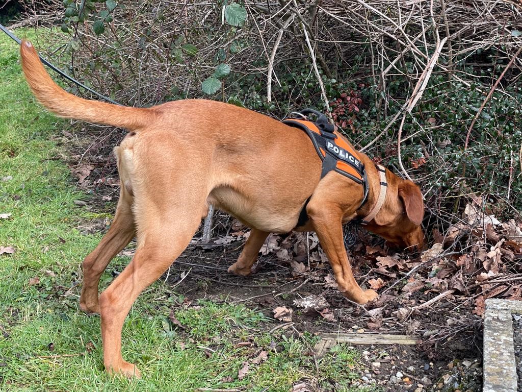 KPTacOps's tweet photo. Last week saw a training week for our two Digital Search Dogs - PD OAKLEY and PD TRIGGER. They are trained to search for many items containing digital media and can find even the smallest of Micro SD cards hidden in places. #DigitalSearchDogs #PdOakley #PdTrigger #Indications https://t.co/W7pM2W67Mv
