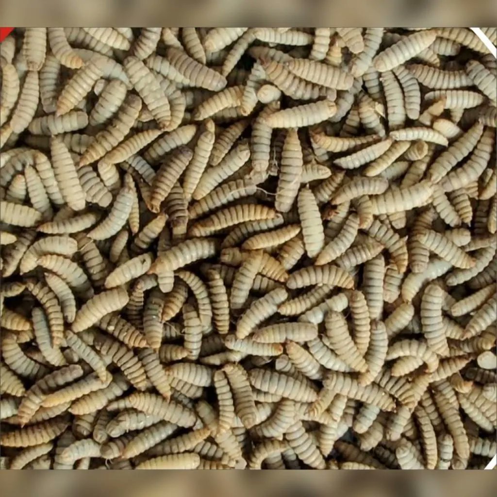 KrimanshiFeeds's tweet photo. March 22 marked the launch of Krimanshi's Insect Protein Meal named Kri-Meal.

We are delighted to embark on this new journey and look forward to starting serving the Poultry Farmers as well!

#krimanshi #krimanshitechnologies #animalfeed #poultryfeed #glimpses #productlaunch https://t.co/3jGITwAk6O