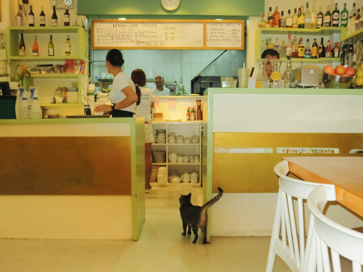cozybao's tweet photo. took this picture of a cat on my digicam and i love how slice of life it is https://t.co/sxeAk4hZbO