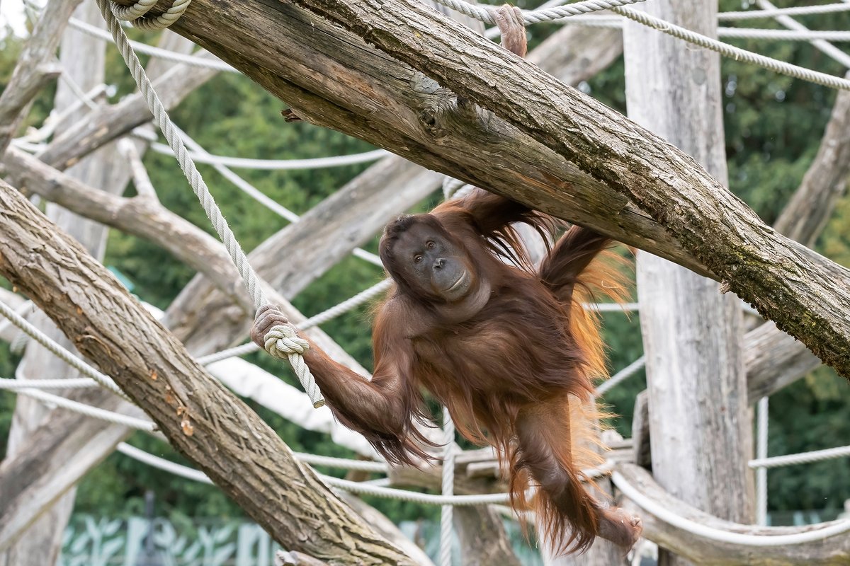 Proljetne temperature vesele i stanare bečkog zoološkog vrta. 🌞🐒

#orangutan #zoo #zoovienna #spring #Vienna #EurocommPR #ViennaOffices 

📸 @zoovienna / Daniel Zupanc