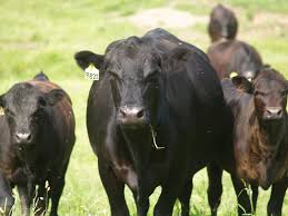 DDfarmerette's tweet photo. 365 Days 365 Cow Facts
252- Angus is one of the most recognized cattle breeds, characterized by their black hides. They are popular with farmers and ranchers because they are good mothers and are very good at converting their feed into high-quality meat. https://t.co/ZIvI86cL9c