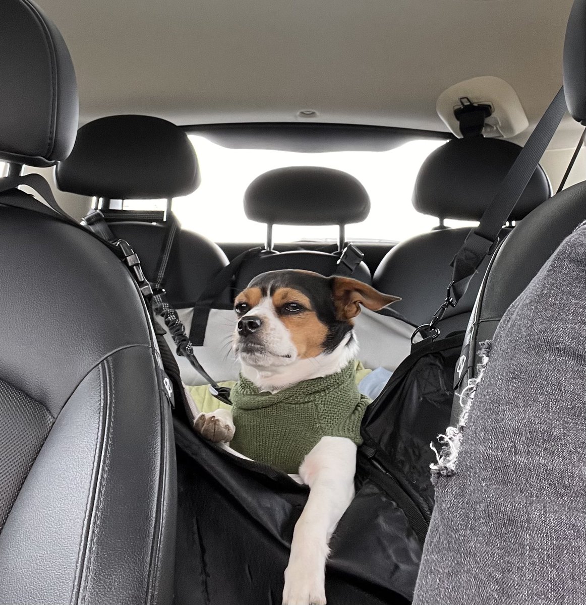 iobjournal@sicb.org tweet media