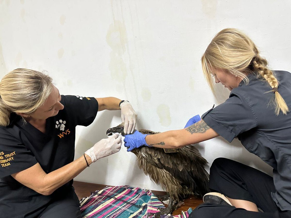 Worldwide Veterinary Service (WVS) tweet media