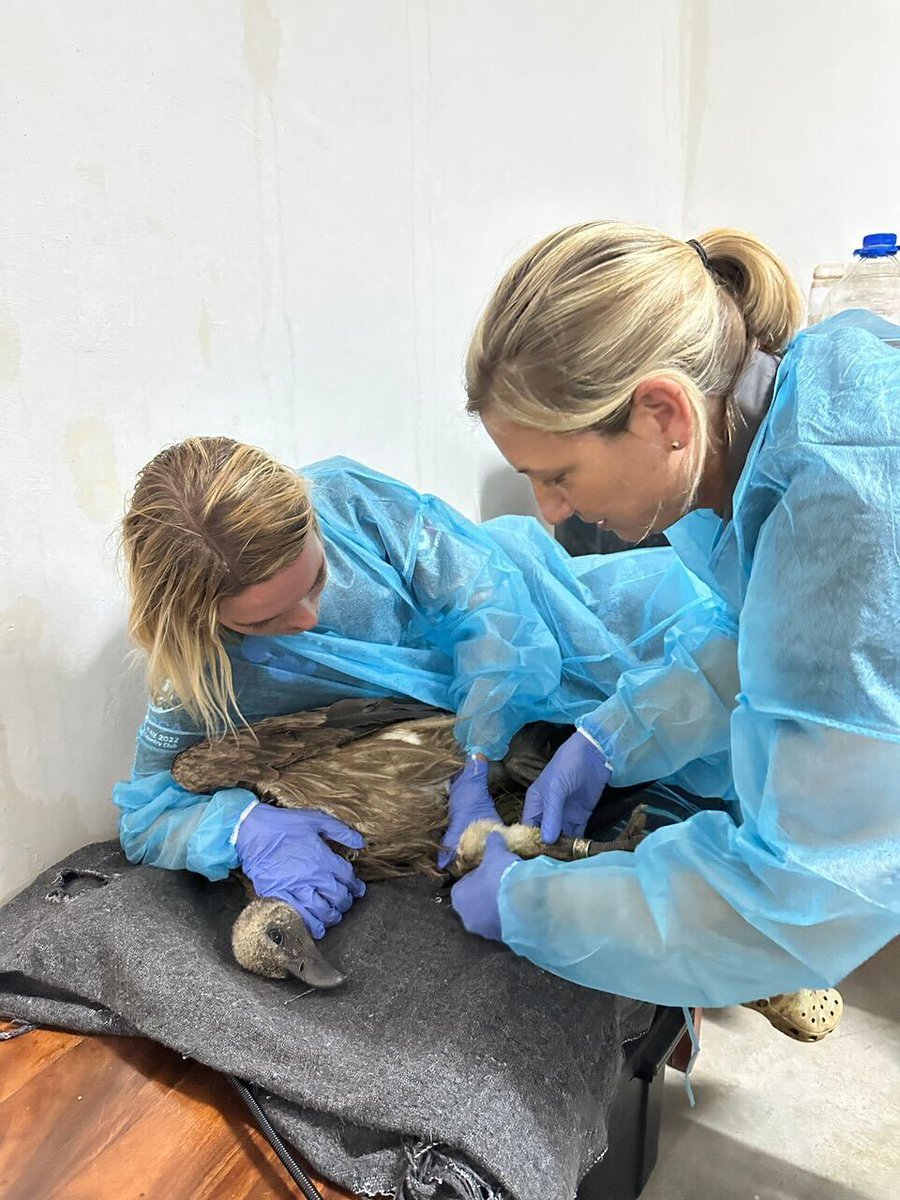 Worldwide Veterinary Service (WVS) tweet media