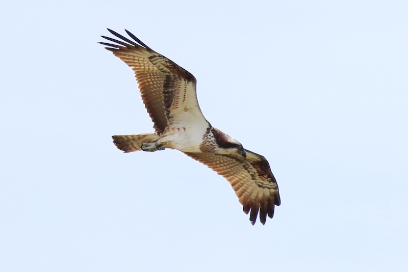 Roy Dennis Foundation tweet media