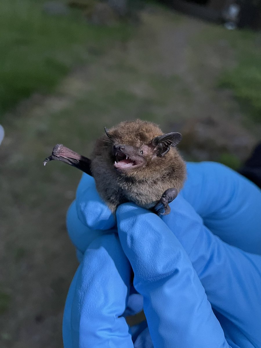 Are you in #Finland and curious about #bats? Fly (😉🦇) on over to an open-session on “Bats in a changing world” “Lepakot muuttuvassa maailmassa” 29 March, 17-18:30. Talks by @KatarinaMeramo @katimarie13 will be in Finnish. Info: societasfff.fi/toiminta/kokou… @luomus @helsinkiuni