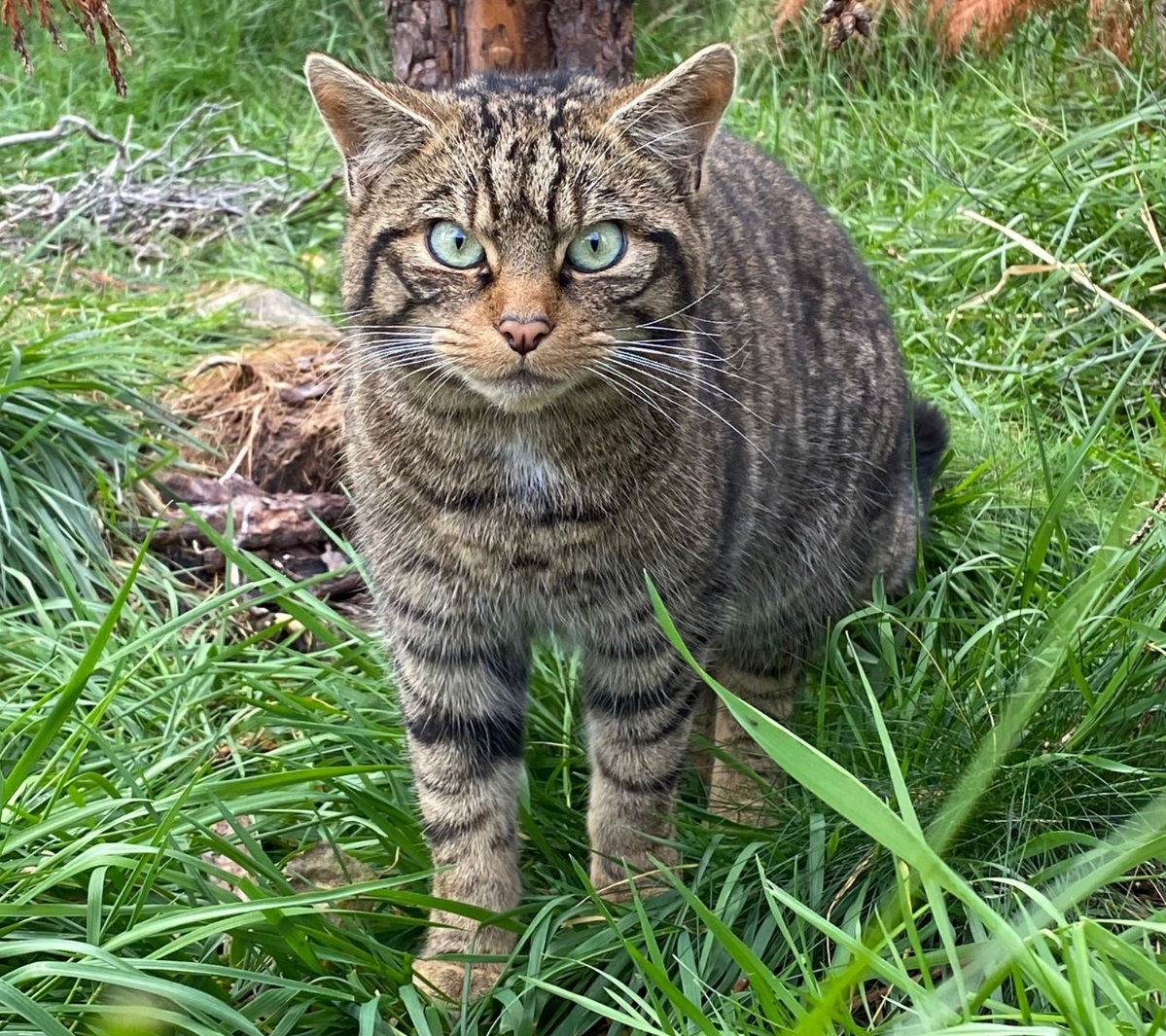 NatureScot's tweet photo. We have granted a licence to the Saving Wildcats partnership to release wildcats in the Cairngorms National Park later this year. This marks the first-ever conservation translocation of wildcats in Britain. https://t.co/tqk4YJmGjB 

📸 ©Saving Wildcats https://t.co/FglyTdeL3E