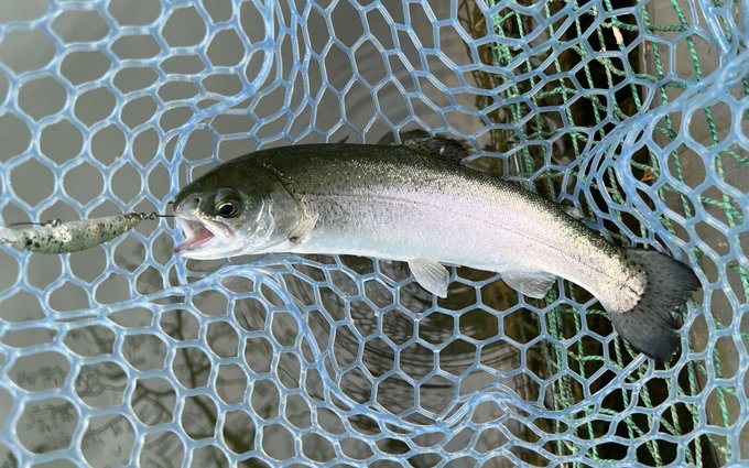 ぎょえ〜 今日は10匹!しぬ 