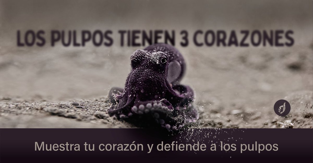 Toronto Chicken Save tweet media