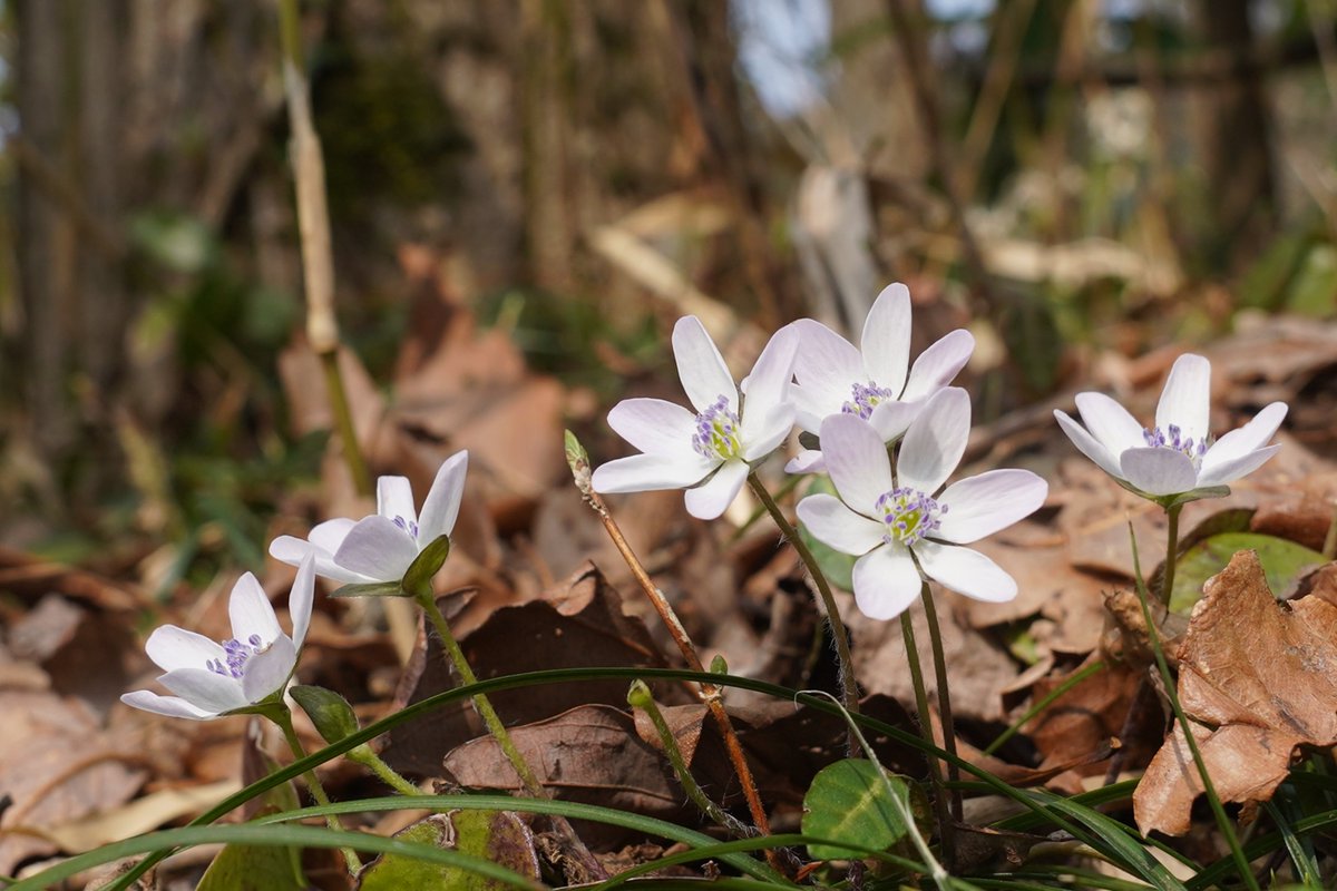 bergen_spits's tweet photo. This year's March was warmer than usual, and there were days when it felt a little hot. O-misumisou in Niigata Prefecture also bloomed early.
#flowernft #FoundationNFT https://t.co/wlEgYAvHrc