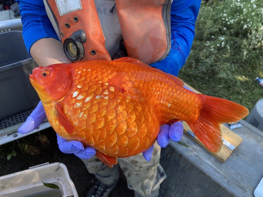Massive goldfish the size of footballs have appeared in Ontario lakes 😳 Fisheries and Oceans Canada is urging people not to flush their goldfish down the drain... because this is what happens when they end up in our waterways: