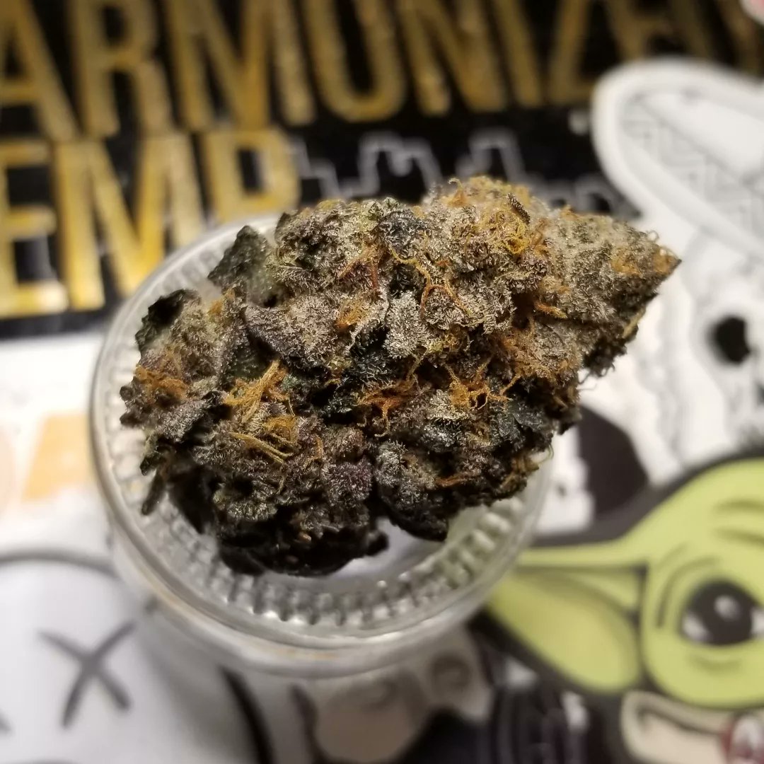 Northern_Wayz's tweet photo. Gas Basket #3 - Pacific Bud Boys

Consistency and transparency will always dictate quality, now on two different occasions across completely different strains. Pacific Bud Boys have delivered and I’ve had the same incredible smoking experience with each pull.

#Mmemberville https://t.co/TfPux2DofM