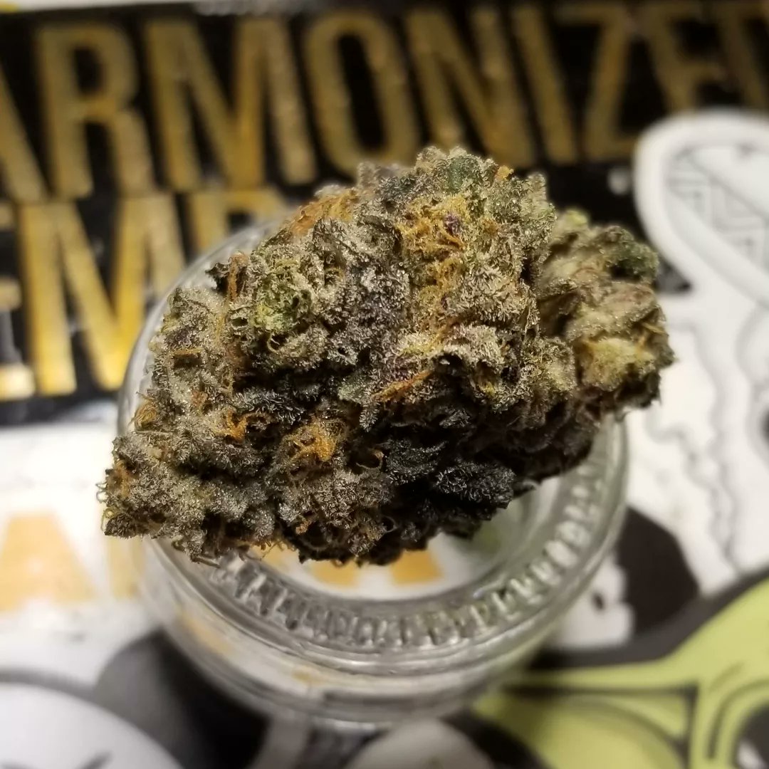 Northern_Wayz's tweet photo. Gas Basket #3 - Pacific Bud Boys

Consistency and transparency will always dictate quality, now on two different occasions across completely different strains. Pacific Bud Boys have delivered and I’ve had the same incredible smoking experience with each pull.

#Mmemberville https://t.co/TfPux2DofM