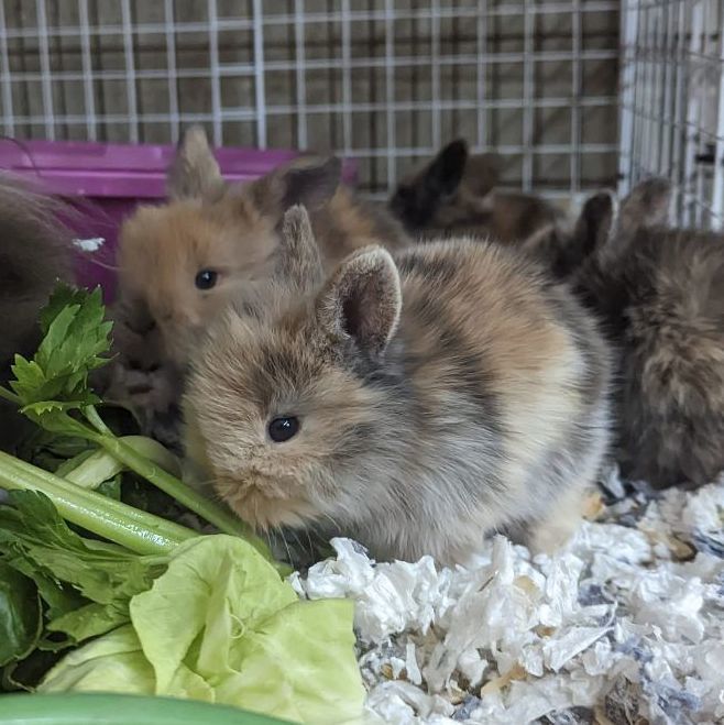 AdoptableBuns's tweet photo. Young Lionheads! is a young Lionhead from #Landenberg, PA. https://t.co/HUFLGizJ9d https://t.co/Bt4H6rd3w0