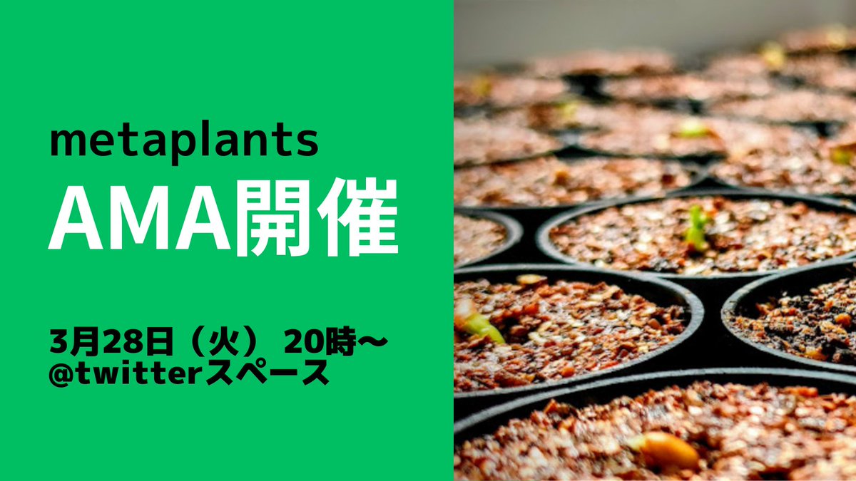 0xmetaplants's tweet photo. 🪴#metaplants AMAやります🪴
3月28日（火）20時〜からtwitterスペースにてAMA開催します💬

すでに観葉植物持っている方も、metaplantsNFTきっかけに興味を持った方もぜひご参加ください！

プロジェクトやNFT自体の説明からみんなの観葉植物愛までざっくばらんに話せる会にする予定です🙋‍♂️ https://t.co/nDnWXiuk3V