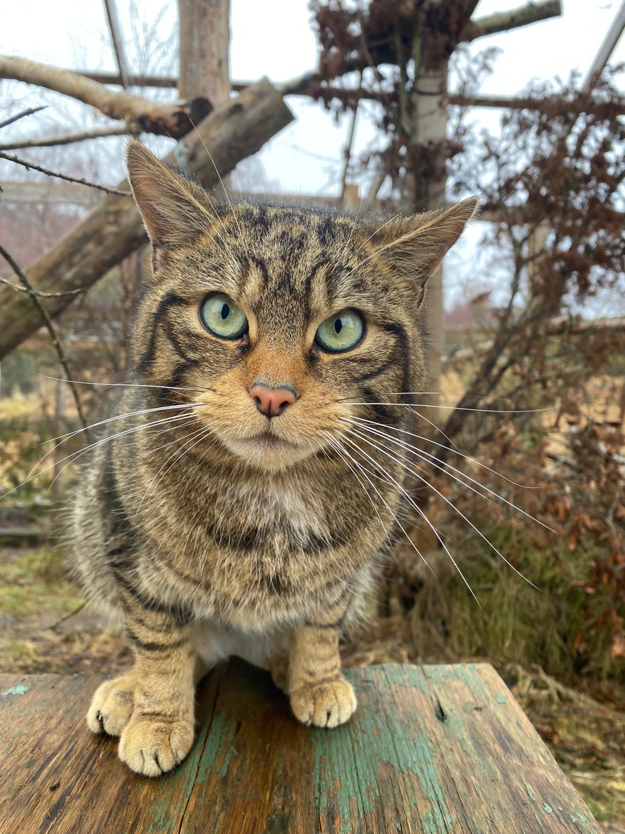 We're thrilled to announce that our partner @nature_scot have granted us a license to release wildcats bred at @HighlandWPark into the Cairngorms National Park later this year 🐾 Find out more about this important milestone ➡ nature.scot/first-ever-sco…