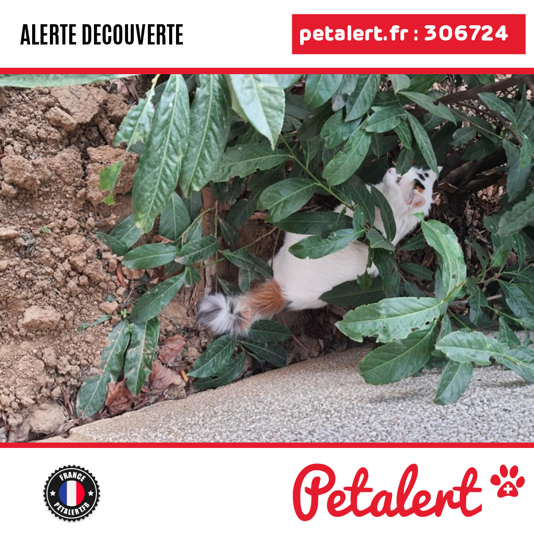 petalert_france's tweet photo. Trouvé #Chat #HautsDeSeine #Clichy #Petalert #PetAlert92 / https://t.co/Tpz5QMRipz https://t.co/gRmaba82Wo