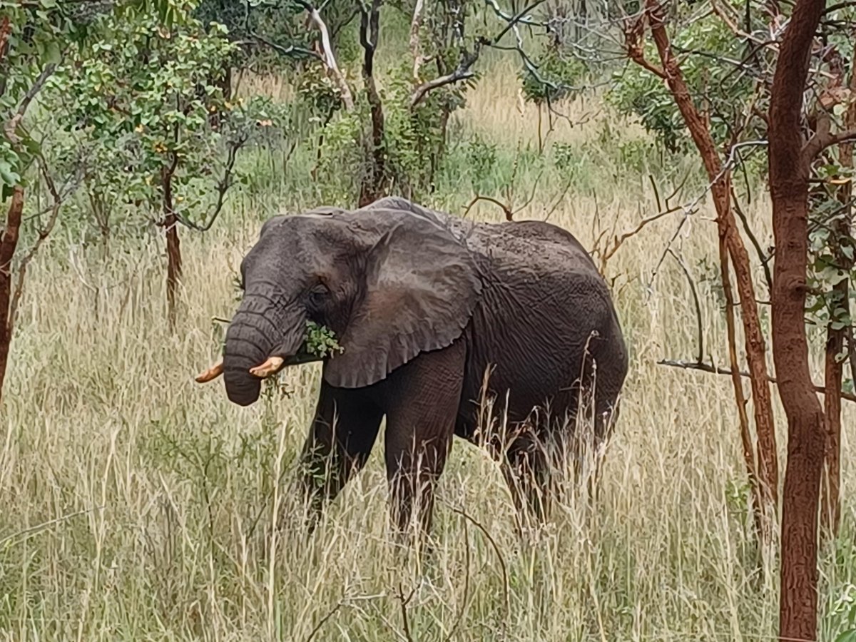 Alwaysh36730872's tweet photo. Elephant can survive where he can find food and water.
Few days ago I was privileged to see this Young elephant @AkageraPark.
#VisitRwanda
#akagera #wildlife #elephant #rwandasafari https://t.co/nlOMJtV3SW