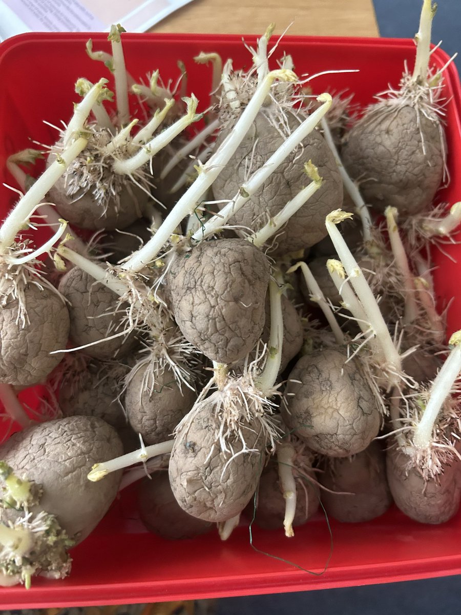 GreenleasSchool's tweet photo. Kestrel Way Allotment Update - this week we have planted our early potatoes after a successful chitting! https://t.co/TdhVq327eJ