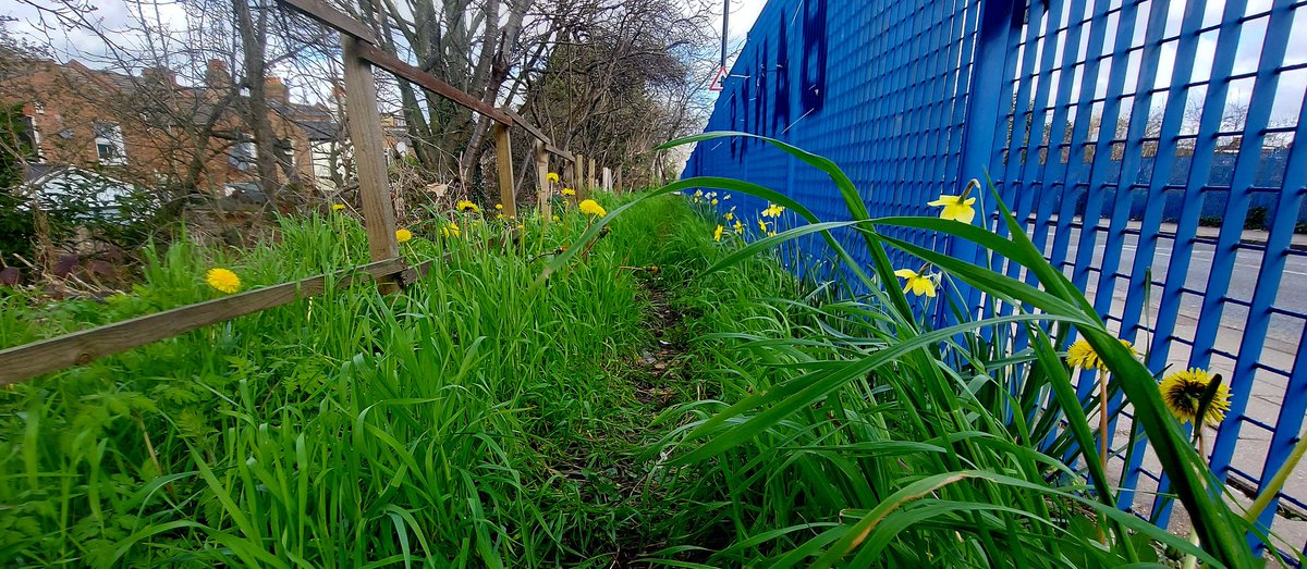 We enjoyed joining Lois, Morgan, and <a href="/Duke_Nuke/">Ranger Duke</a> at the <a href="/WestburyBNR/">Friends of Westbury Banks Nature Reserve (⧖)</a> for today's conservation workshop. A great activity to have right in our doorstep!