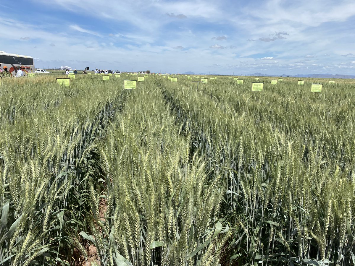 SamiraElHanafi's tweet photo. Very excited to be @CIMMYT visitors week in #Obregon… climate resilience and high yield potential wheat out here… if you have a chance to be here, don’t miss it! https://t.co/xoRRPuyqt5