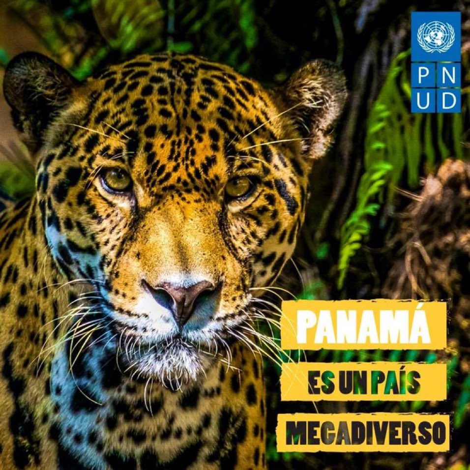 OvationPanama's tweet photo. Panama is a Megadiverse country #Panama #biodiversity 📷via @UNDP https://t.co/ztOwW7klqm
