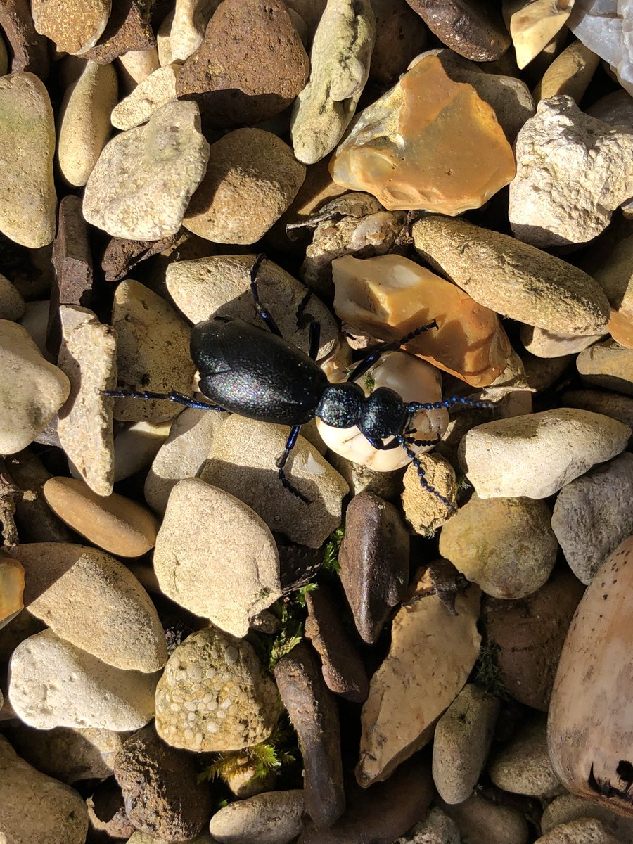 WFEcology's tweet photo. A Black Oil Beetle turned up outside the office this lunchtime. Which is nice. https://t.co/BRwuc6KPUD