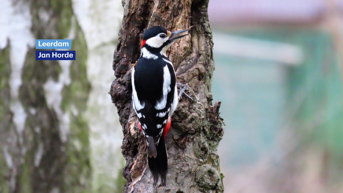 BuienRadarNL's tweet photo. De lente is deze week van start gegaan, dus tijd voor een vogelquiz! Dus roept u maar, welke vogels zien we hier? https://t.co/PSjBspQyzg