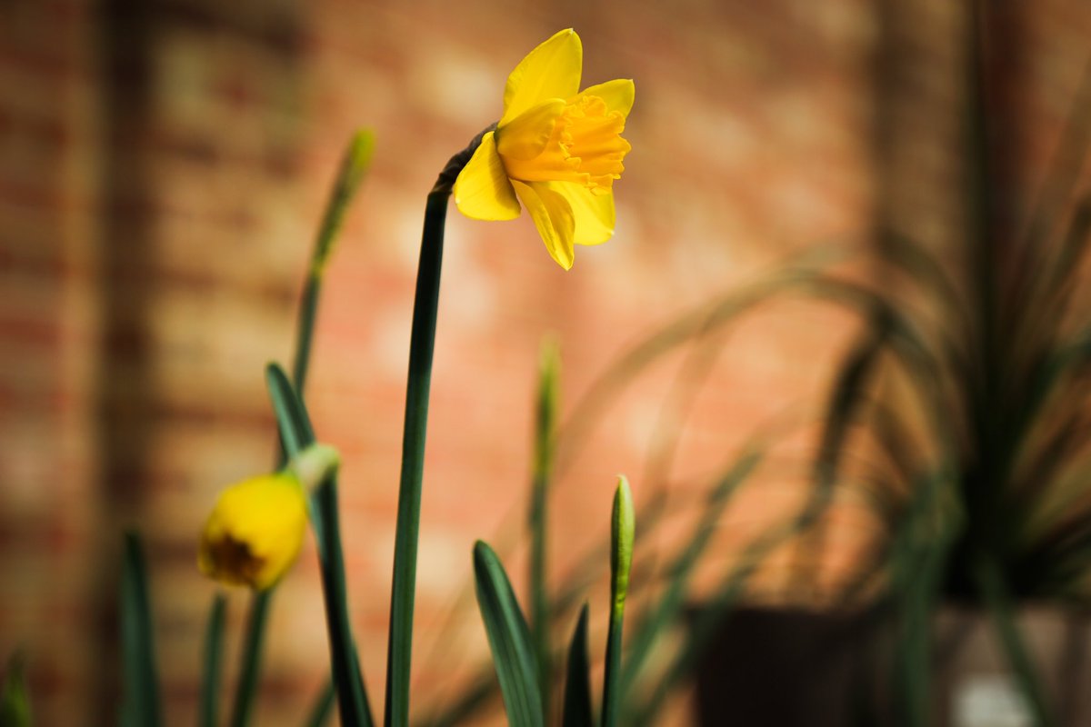 WHYCNunhead's tweet photo. #Thanks to @Quincunxxx for these #fab pix of our #daffodils 🌼🌼🌼 and to #volunteer Mark for leading our #intergerational planting project and to @lb_southwark #NeighbourhoodFund for funding our planters #youthwork https://t.co/ResVxF920N